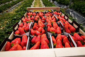 Wall Mural - Barquettes de fraises rouge dans un champs pendant la récolte en  France dans les Landes