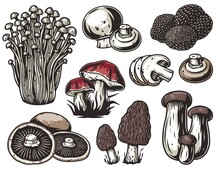 Mushroom Picking Of Morel. Set Of Mushrooms. Vegetarian Fungus Boletus Or Cremini Collection For Food. Nature Fungi Porcini For Healthy Nutrition