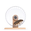 © Nynke - Adult brown hamster running in see through exercise wheel on wooden base. Isolated on a white background.