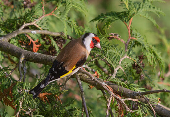 Wall Mural - European goldfinch (Carduelis carduelis) sitting on the branch of thuja tree