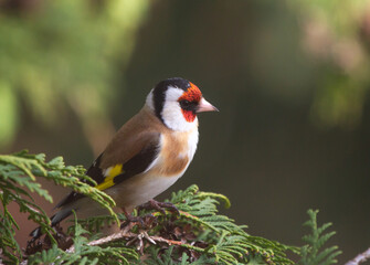 Wall Mural - European goldfinch (Carduelis carduelis) sitting on the branch of thuja tree