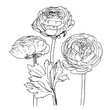 Ranunculus. Flowers drawn by a line on a white background. Vector sketch of garden flowers