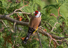 European Goldfinch (Carduelis Carduelis) Sitting On The Branch Of Thuja Tree