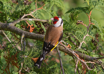 Wall Mural - European goldfinch (Carduelis carduelis) sitting on the branch of thuja tree