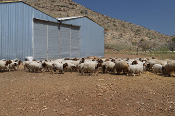 Canvas Print - sheep and lambs