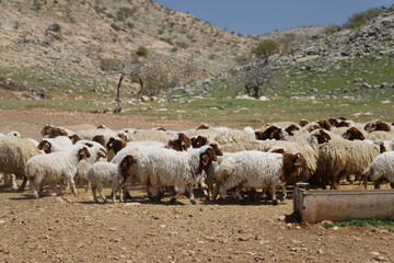 Canvas Print - sheep