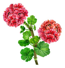 Geranium Flower Branch With Beautiful Bouquets Of Red Buds. Hand Drawn Watercolor Painting. Isolated Illustration On A White Background. Blooming Pelargonium With Green Leaves.