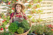 Young Woman Horticulturist Looks At A Basket Of Aromatic Plants Such As Thyme And Oregano
