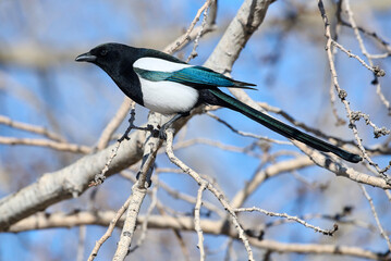 Wall Mural - Black-billed magpie (Pica pica), Calgary, Inglewood Bird Sanctuary, Alberta, Canada