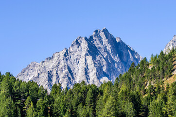 mountain vegetation, green and luxuriant woods, the lung of the earth