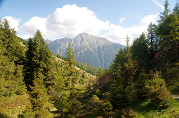 mountain vegetation, green and luxuriant woods, the lung of the earth