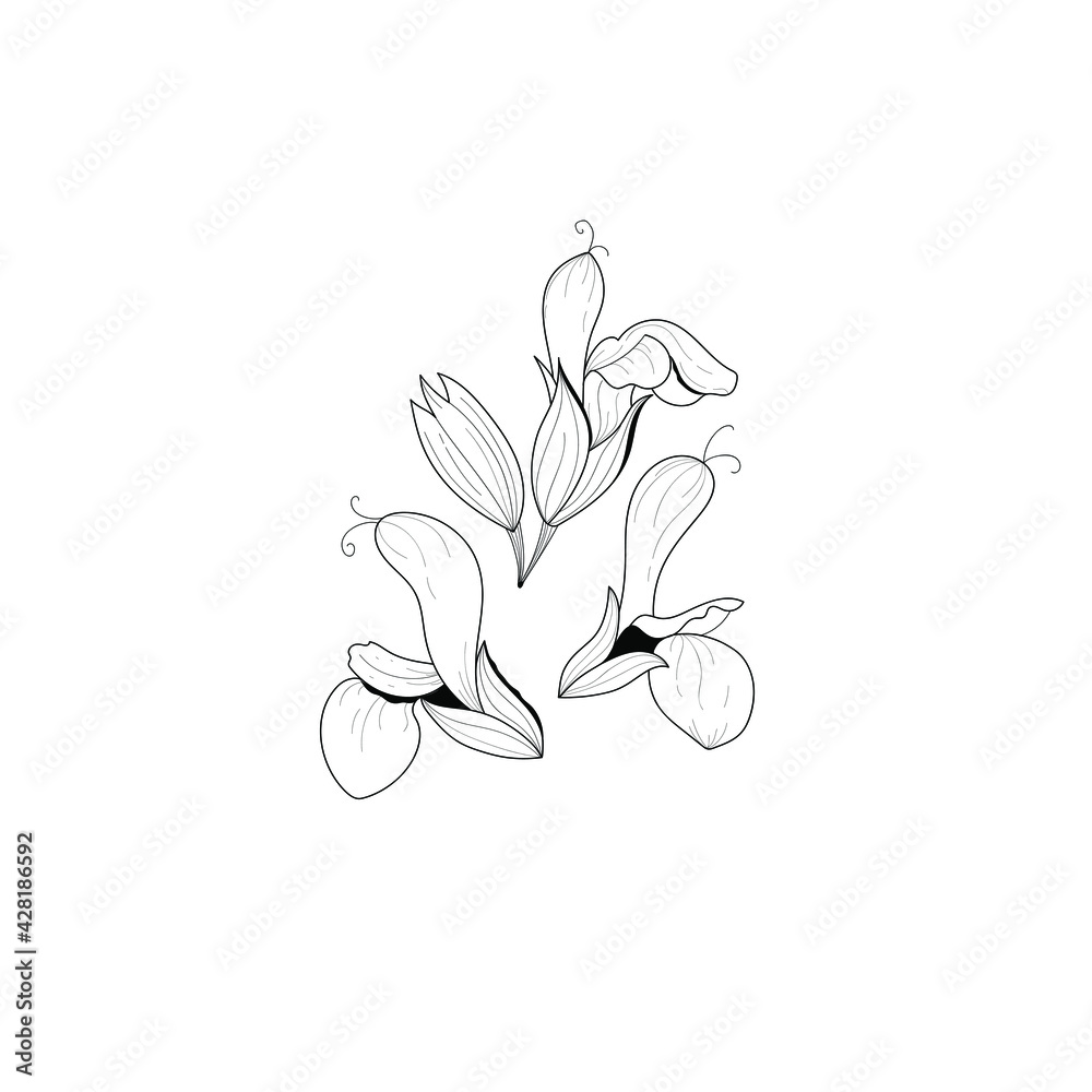 Botanical illustration of a flower. Vector black and white illustration ...