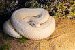 Great Basin Rattlsnake.
 Lives in the western United States, in the prairies. The snake is very venomous. It feeds on mice and birds. It grows up to 1 m.