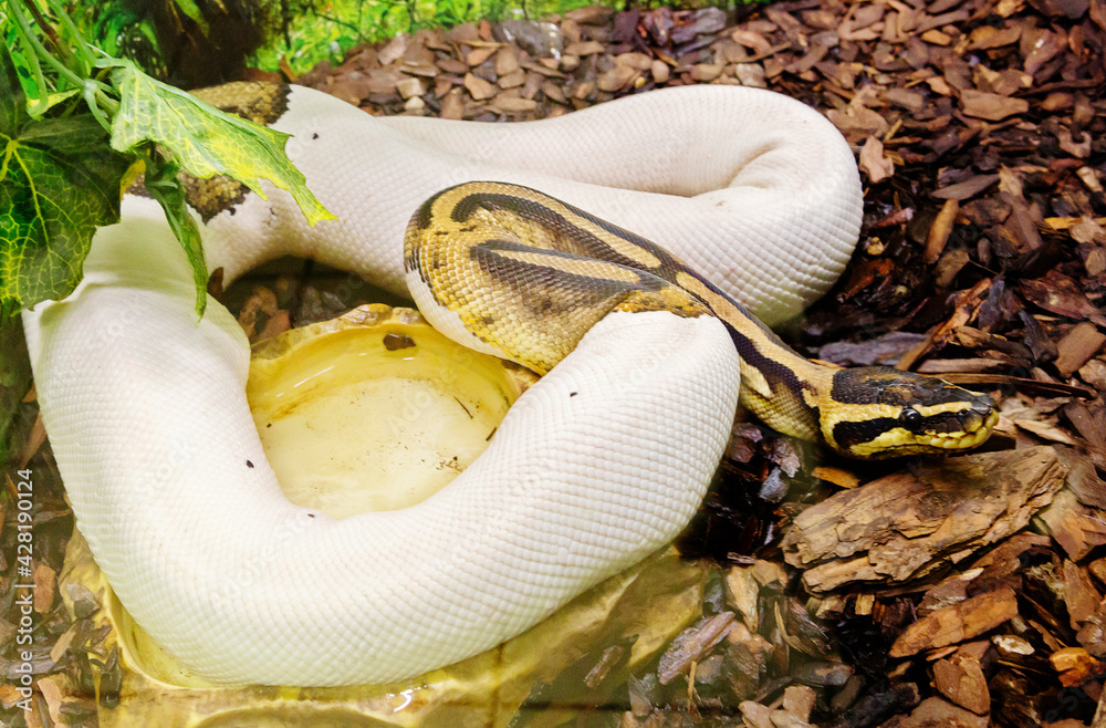 Royal python. It is a non-poisonous snake of the python genus common in ...