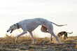 white dog polish greyhound dessert run