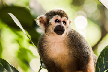 Squirrel Monkey (1/2)