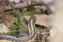 Selective Focus Shot Of A Common Garter Snake (Thamnophis Sirtalis) In The Grass