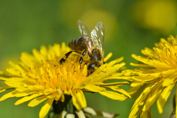 Wall Mural - Honey bee close up on dandelion flower. Bee full of pollen collecting nectar on a wild yellow dandelion flower, blurred green spring background