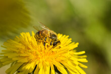 Honey Bee Close Up On Dandelion Flower. Bee Full Of Pollen Collecting Nectar On A Wild Yellow Dandelion Flower, Blurred Green Spring Background
