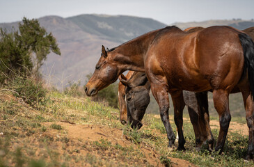 Horses in pasture 2