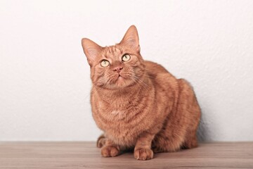 Wall Mural - Cute ginger cat sitting on the floor and looks up curiously.