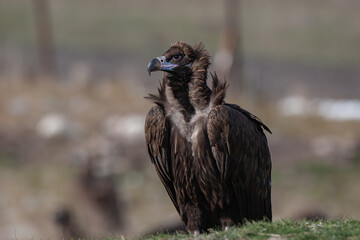 Poster - Cinereous Vulture, (Aegypius monachus) in its natural habitat. Wildlife.