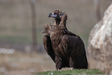 Poster - Cinereous Vulture, (Aegypius monachus) in its natural habitat. Wildlife.