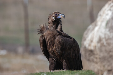 Poster - Cinereous Vulture, (Aegypius monachus) in its natural habitat. Wildlife.