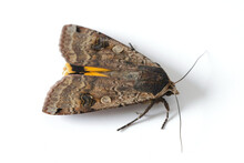 Male Of The Large Yellow Underwing (Noctua Pronuba) Is A Moth From The Family Owlet Moths Noctuidae. Caterpillars Of This Species Are Pests Of Most Crops.