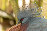 Fototapeta Zwierzęta - Victoria Crowned Pigeon in captivity at the Sables Zoo in Sables d'Olonne.