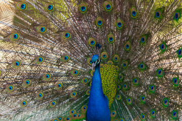 Wall Mural - Beautiful colorful peacock bird. The peacock has an outstretched tail. There are colored eyes on the tail.