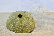 Green Sea Urchin Skeleton On The Sand Beach, Shallow Depth Of Field Macro Photography