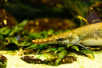 Poster - Atractosteus spatula - adult fish underwater.