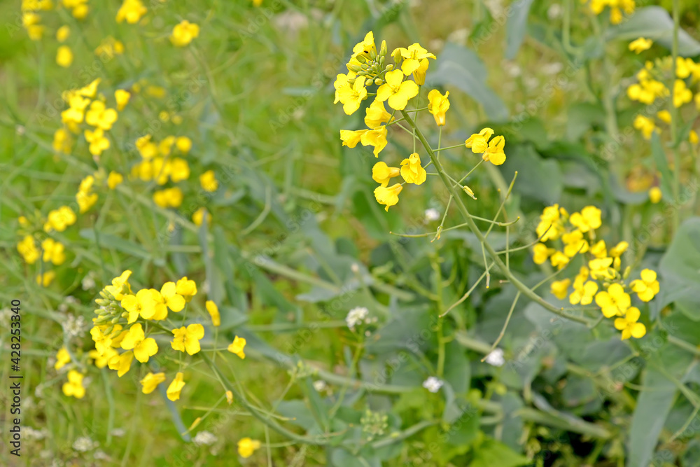 brassica  campestris 140+ Brassica Campestris Stock Photos, Pictures & Royalty