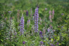 Field Of Natural Wild Blue And Purple Lupin Perennial Flowers