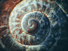 Extreme Closeup Of The Spiral Texture Of A Snail Shell
