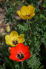 Red And Yellow Tulips Fully Open
