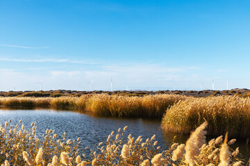 Poster - reed marshes landscape with wind farm