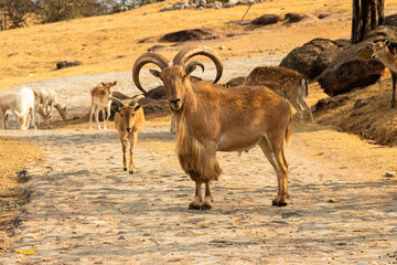 Sticker - Closeup of a male barbary sheep in an arid landscape