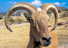 Closeup Of A Barbary Sheep In An Arid Mountain Landscape