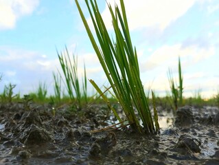  Paddy plant int the ricefield