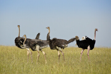 male masai ostrich rounding up juvenile ostriches, masai mara game reserve, kenya