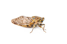 Image Of Large Brown Cicada Insect Isolated On White Background. Insects.