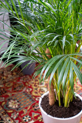 date palm. houseplant in interior. artificial palm tree in pot.