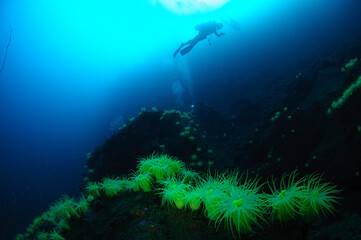  オオカワリギンチャク