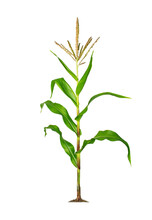 Corn Plant Isolated On A White Background With Clipping Paths For Garden Design.
