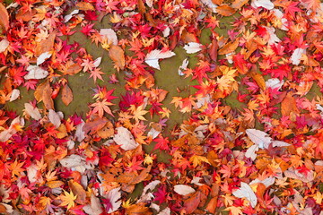 山道の地面に落ちているたくさんの紅葉の風景1