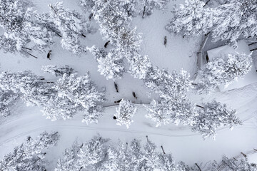 Wall Mural - Reindeers in a snowy winter forest 01