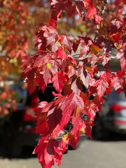 red maple leaves