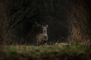 Wall Mural - Deer stands up between 2 rows of trees